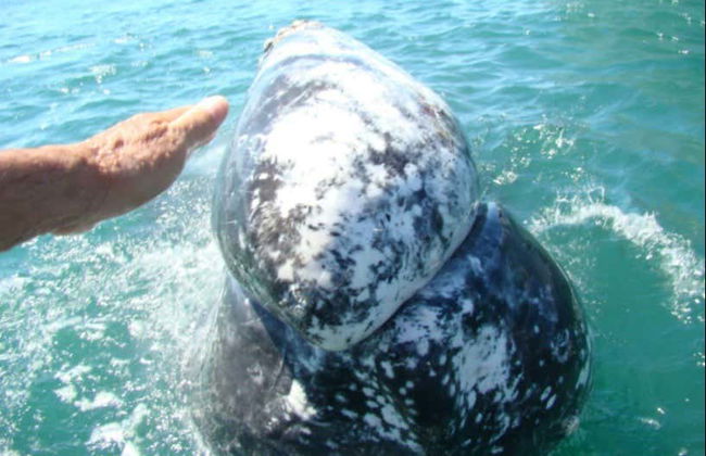 Magdalena Bay Whale Watching - Foto 3