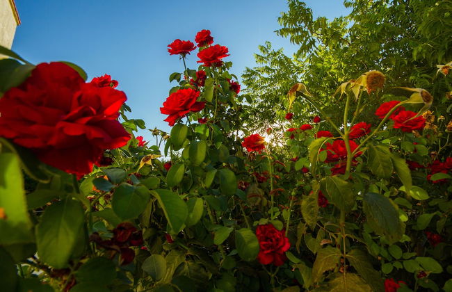 Estia Anogaia Cottage - Foto 21