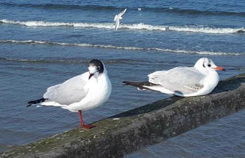 Ferienwohnung Kornblume - Foto 43