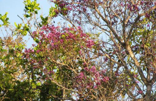 Hotel Fazenda Arara Azul - Foto 6