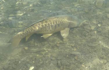 Lakeside Condo with plenty of amenities close to Bristol Mountain - permit - 2024-0018 - Foto 20