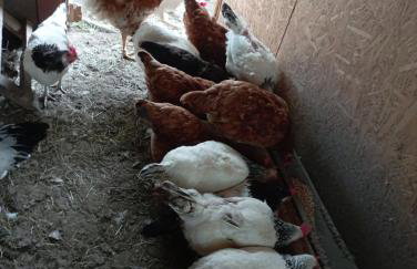 Sołtysówka - Foto 21