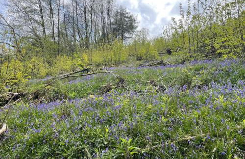 The Cider Press at Deep Filling Farm, woodland luxury - Foto 6