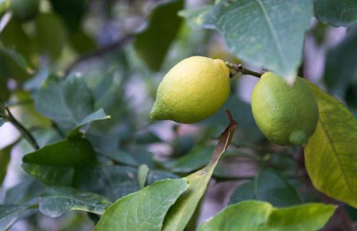 Apartments Vitorin - Foto 16