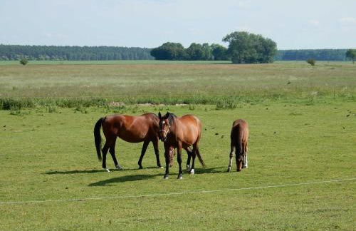 FeWo WE 6402 Ferien u Angeln auf Rügen-ruhige Lage,Garten! - Foto 10