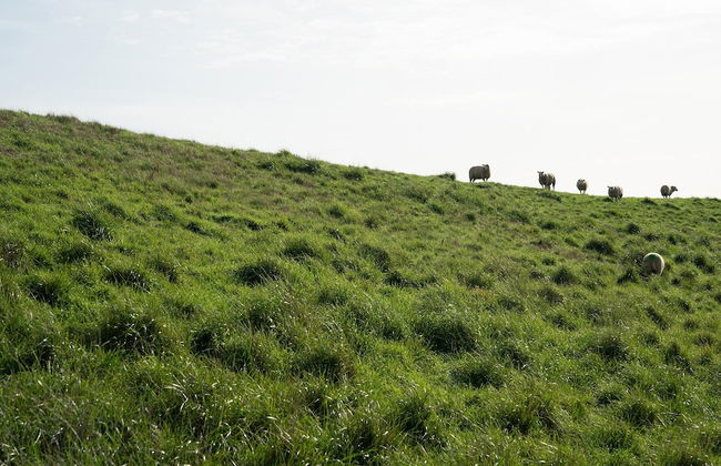 Chalet in Renesse Near Sandy Beaches - Photo 53