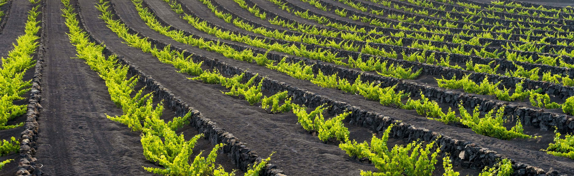 Tour dei vigneti del vulcano Guardilama + Degustazione nelle Cantine Rubicón