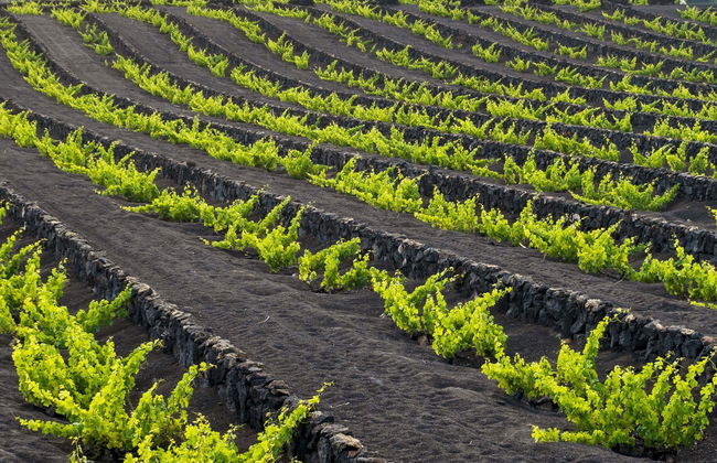 Tour dei vigneti del vulcano Guardilama + Degustazione nelle Cantine Rubicón - Foto 1