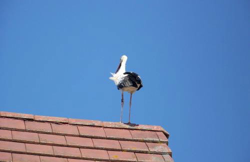 C' 1 comble - Foto 50