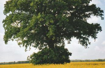 Ferienwohnung Siebmann - Foto 25