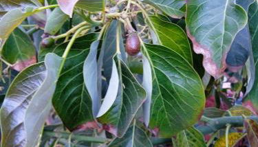 Mar de flores - Foto 3