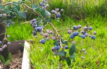 agroturystyka domek na trawie - Foto 71