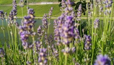 Ferienwohnungen und Gästezimmer Peter Busch - Foto 2