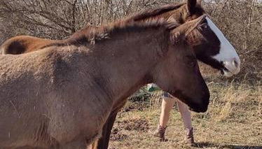 Sheppard's Holler - Photo 3