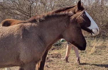 Sheppard's Holler - Photo 3