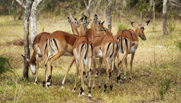 Impala al Lago Mburo