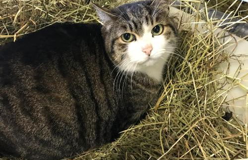 Agritur Maso Piasina - Photo 32