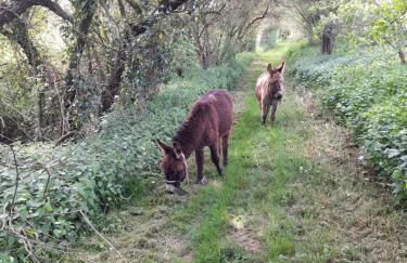 Chalet La clef des champs - Vue Imprenable - Piscine - Photo 19