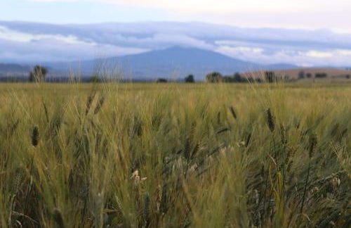 Masseria Agriturismo Moschella - Foto 16