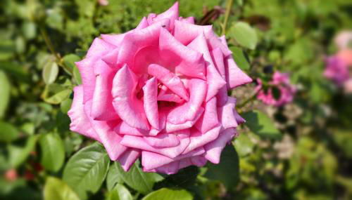 Casa Giardino fiorito - Foto 5