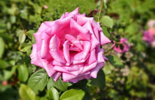 Casa Giardino fiorito - Foto 5