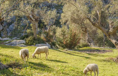 Muleta de Ca S'Hereu Agroturismo - Foto 9