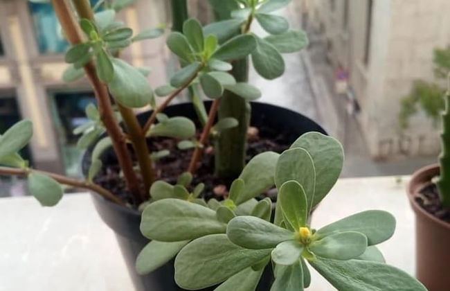 Palazzo Savona - Foto 23