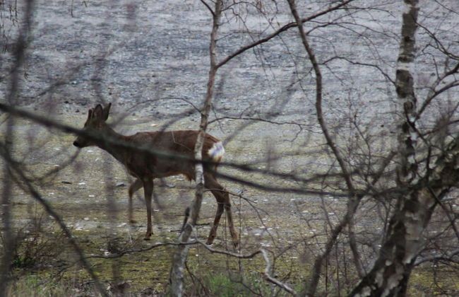 Delightful Apartment in Goslar With Garden and Terrace - Foto 21