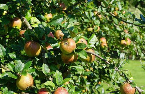 Ferienhaus am Leiselbach - Foto 20