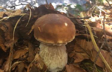 Les Bordes De Paloumières - Foto 72