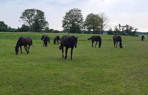 Ferienwohnung Frisia - Photo 15