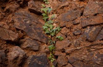 El Zarzo de Nemesio, chimenea barbacoa 2 Hab 4 Pers mas 2 Max - Foto 109