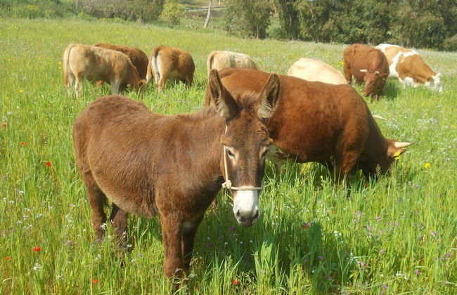 AgriturCostabaira - Foto 36