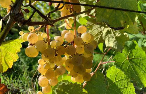Zur alten Rebe Ferienhaus und Weingut - Foto 43