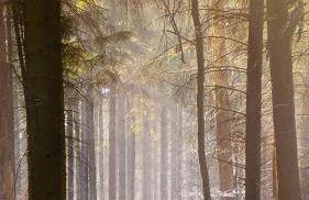 Ferienwohnungen auf Halbinsel Scheid in direkter Ufernähe - Foto 18