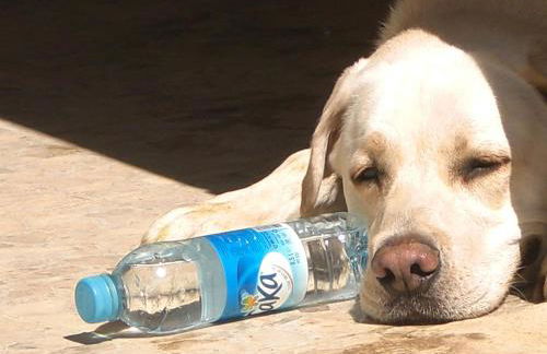 Château de Peyrolles - Photo 63