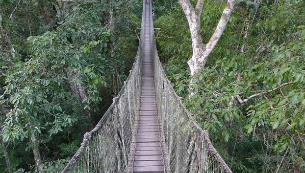Caminata por la selva tropical - Foto 4
