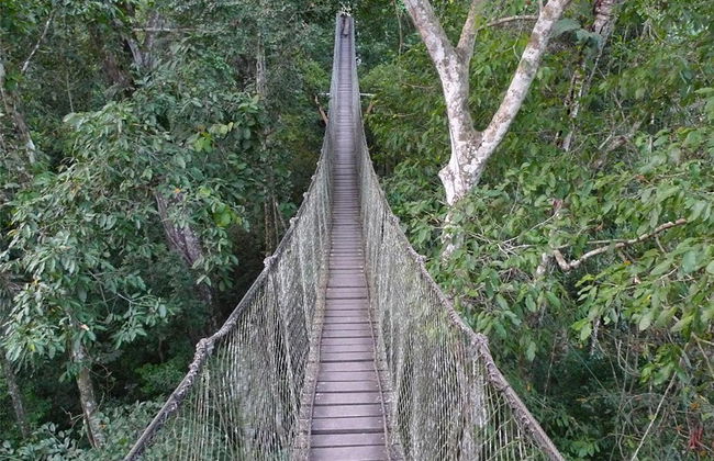 Caminata por la selva tropical - Foto 4