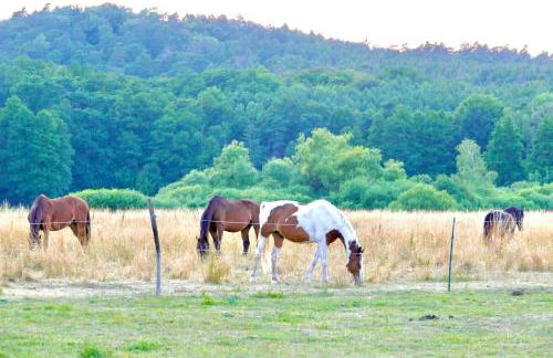 Stallgeflüster Lodge - Foto 28