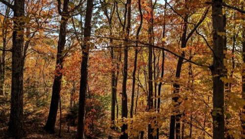 Rustic Retreat Fireplace, Casino, Camelback Close to everything! - Foto 4