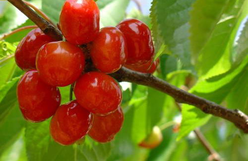 Carvalhal Redondo - Farm House - Foto 35