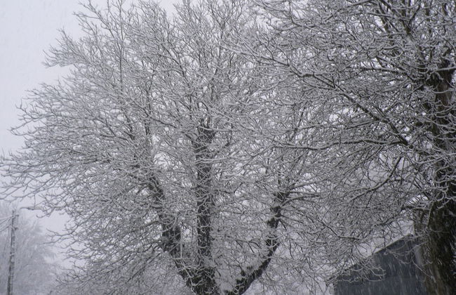 Forest Hideaway, Baillamont - Foto 23