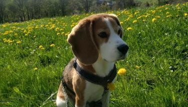 Sonnen Panorama - Abenteurer und Weltentdecker - Foto 4