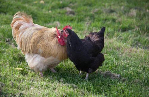 Oakerthorpe Holiday Village - Foto 36