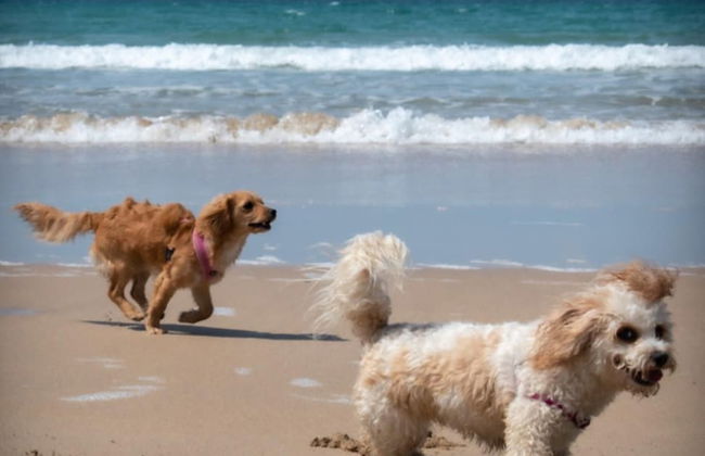 Wellspring Cottage nr Kynance Cove - Foto 34