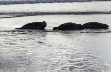 Penare Terrace in Penzance - Photo 22
