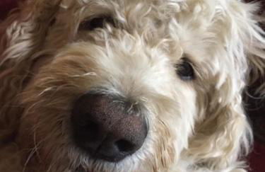 Holywell Grange Farm - Foto 10