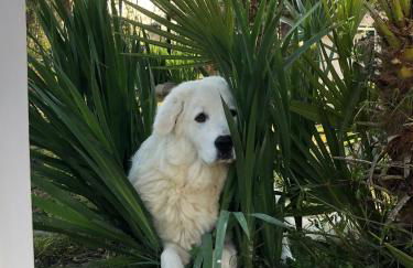 Agriturismo Tenuta la Monaca - Foto 47