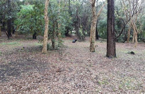 Appt Seignosse le Penon - plages commerces à pied - Foto 27