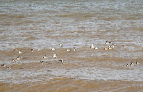 Beachcomber D35 - Foto 21